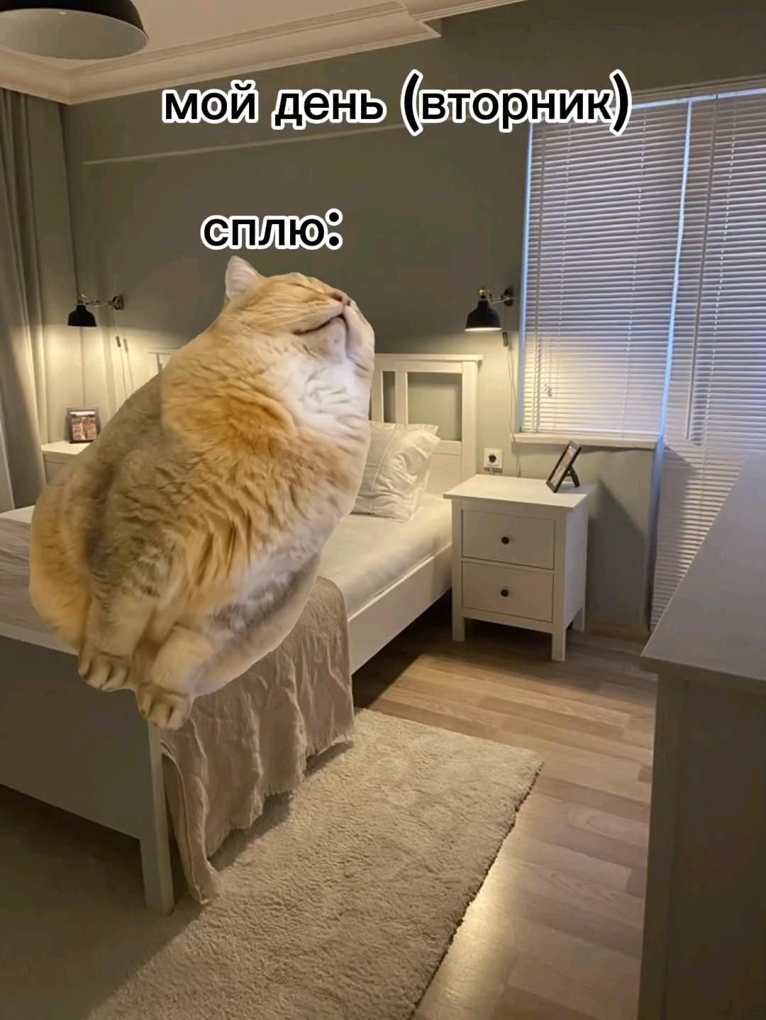 Открытка на вторник.  an orange cat sitting on top of a white bed in a room with wooden floors