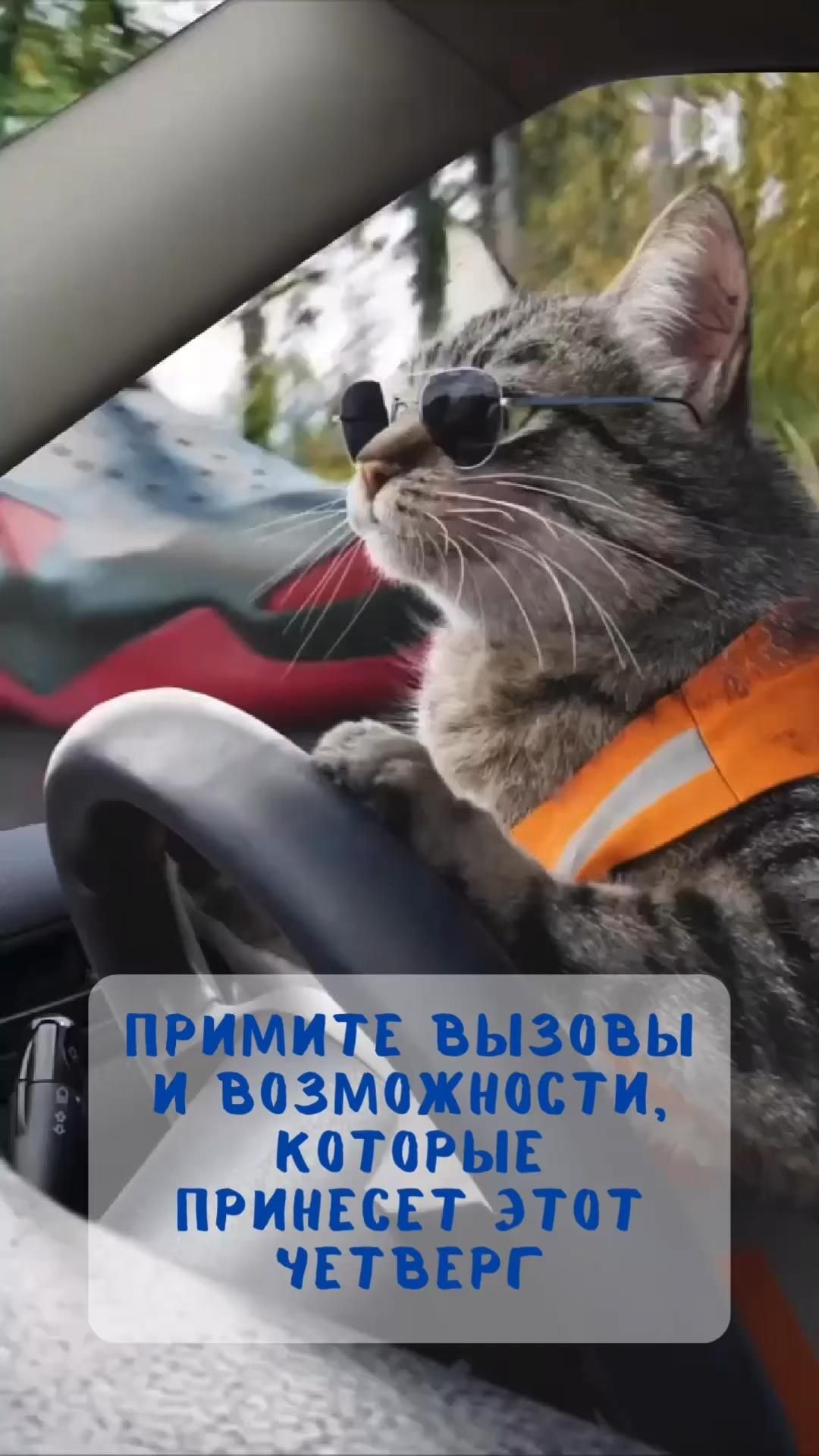 Открытка на четверг. Кот цитаты четверг Кот за рулем Судьба Утро Пожелание хорошего дня Четверг прими вызов судьбы Кот Больше видео по ссылке a cat sitting in the driver's seat of a car wearing sunglasses and an orange vest
