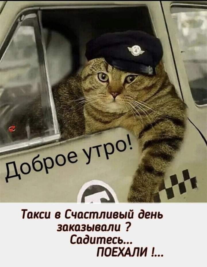 Открытка с добрым утром. Кот-таксист. Открытка с добрым утром. Кот-таксист.