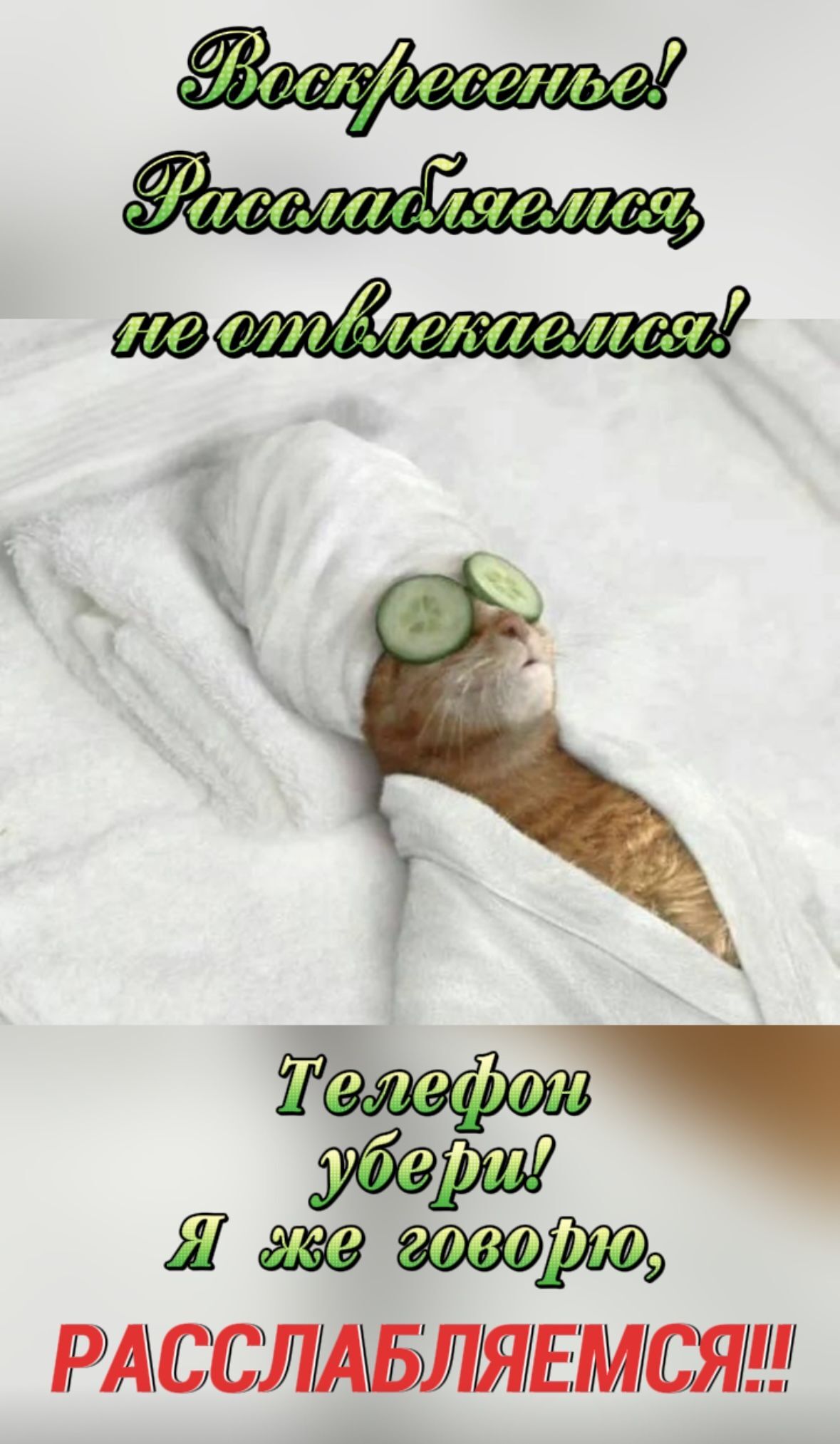Открытка на воскресенье. a cat with cucumbers on its eyes peeking out from under a blanket