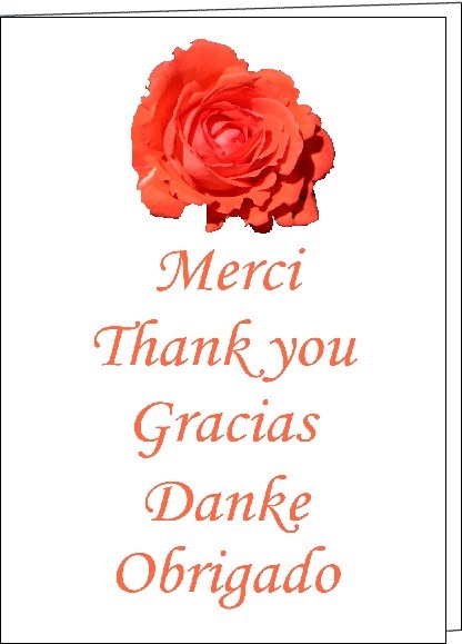 Открытка со словами «Спасибо» на пяти языках (Merci, Thank you, Gracias, Danke, Obrigado) и красивой оранжевой розой. Идеально для выражения благодарности. Открытка Merci Thank you Gracias Danke Obrigado Красивое поздравительное изображение с крупным цветком ярко-оранжевой розы на белом фоне. Под цветком расположены надписи «Спасибо» на пяти различных языках: французском (Merci), английском (Thank you), испанском (Gracias), немецком (Danke) и португальском (Obrigado)