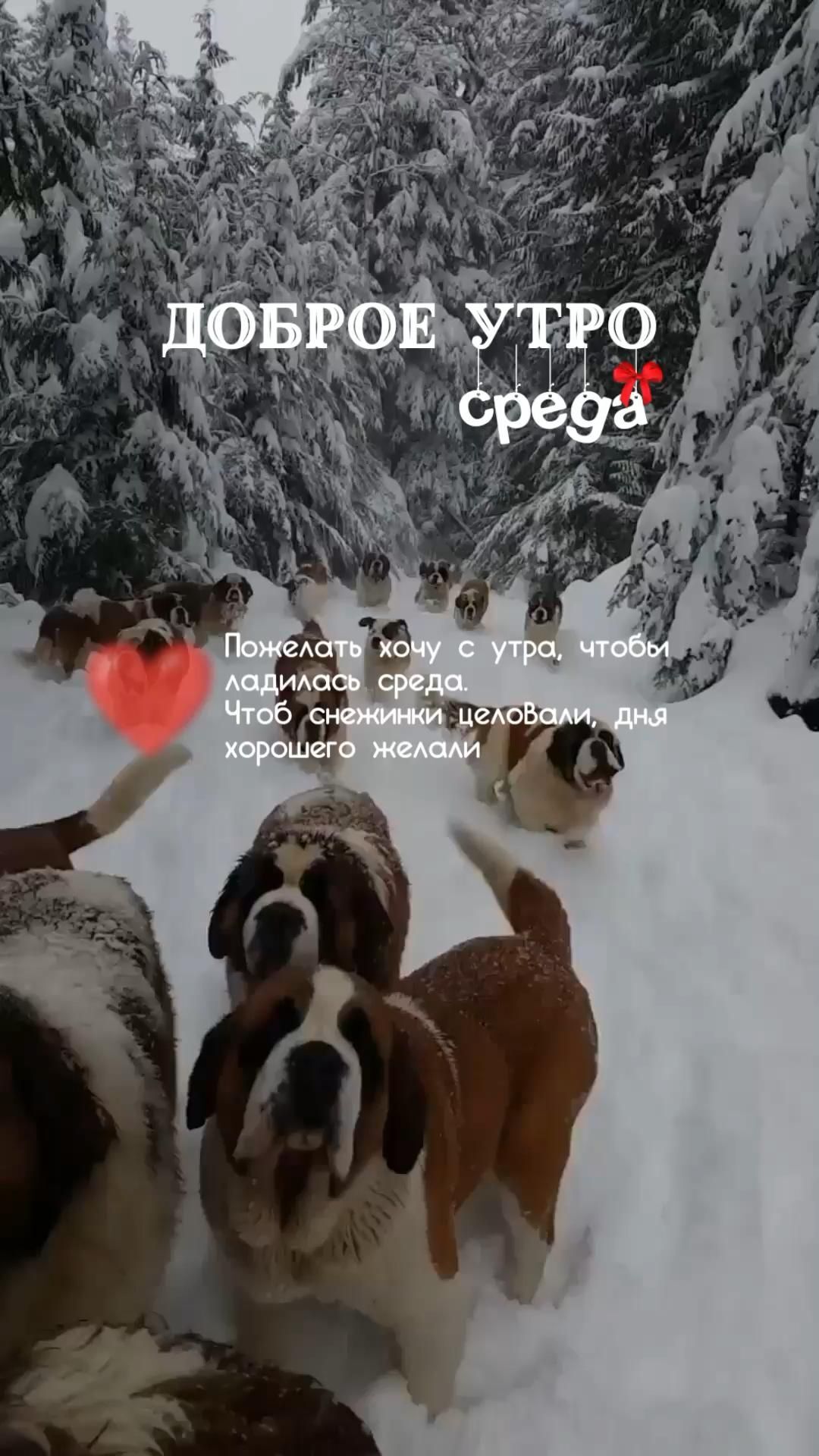 Открытка на среду. two brown and white dogs standing in the snow with a red frisbee above them