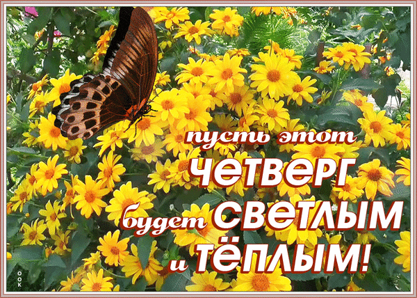Пожелание хорошего четверга: яркие желтые цветы и красивая бабочка. Текст: Пусть этот четверг будет светлым и теплым!. Красивая открытка для мессенджеров. Анимированная открытка Пусть этот четверг будет светлым теплым! Красочная открытка с изображением крупной коричневой бабочки, отдыхающей на ярких желтых цветах. На картинке наложен поздравительный текст на русском языке: Пусть этот четверг будет светлым и теплым!. Изображение передает атмосферу солнечного летнего дня, уюта и позитивного настроения
