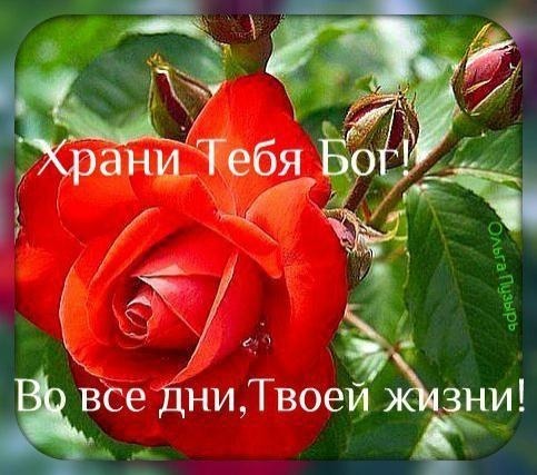 Красивая красная роза с добрым пожеланием: «Храни Тебя Бог во все дни Твоей жизни!». Духовная открытка для близких и друзей в социальных сетях. Открытка Храни тебя бог! во все дни, твоей жизни! Красивое изображение ярко-красной розы с вдохновляющей надписью на русском языке: «Храни Тебя Бог во все дни Твоей жизни!». На фоне пышного цветка и зеленых листьев расположены нераскрывшиеся бутоны