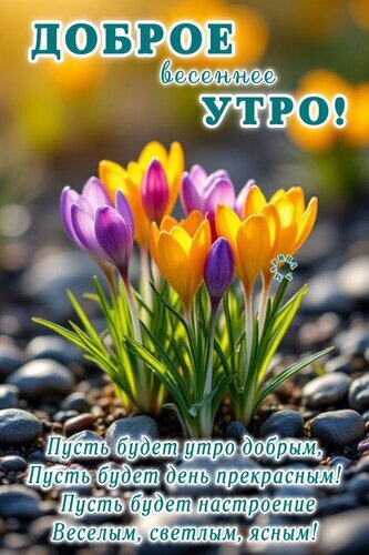 Весенняя открытка с яркими крокусами и пожеланием доброго утра. Красивое изображение для поднятия настроения и поздравления с началом весны. Открытка Доброе Весеннее УТРО! Пусть Будет УТРО Добрым, Пусть Будет ДЕНЬ Прекрасным! Пусть Будет Настроение В Красочная открытка с изображением ярких весенних крокусов желтого и фиолетового цвета, растущих среди камней. На картинке расположена вдохновляющая надпись на русском языке: «Доброе весеннее утро! Пусть будет утро добрым, Пусть будет день прекрасным! Пусть будет настроение веселым, светлым, ясным!»