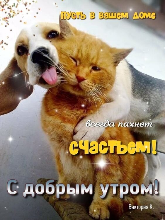 Милая открытка с котом и собакой: «Пусть в вашем доме всегда пахнет счастьем! С добрым утром!». Теплое пожелание уюта и радости для близких. Открытка С добрым утром! Пусть в вашем доме всегда пахнет счастьем! Милая и теплая открытка с изображением обнимающихся кота и собаки. Рыжий кот нежно прижимается к мордочке собаки, создавая атмосферу уюта, любви и дружбы. На картинке присутствует вдохновляющая надпись на русском языке: «Пусть в вашем доме всегда пахнет счастьем! С добрым утром!»
