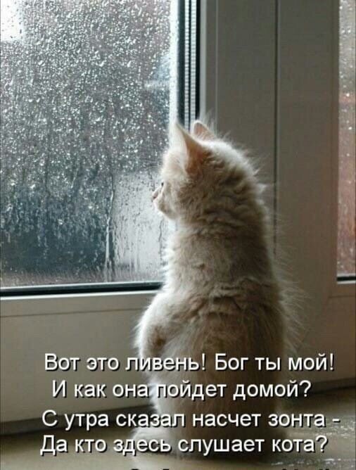 Смешной мем с котенком у окна в дождь. Текст о коте, который ворчит из-за ливня и забытого зонта. Юмор, котики, погода, смешные картинки. Открытка Вот это ливень! Бог ты мой! И как она пойдет домой? С утра сказал насчет зонта-Да кто здесь слушает? Смешная картинка-мем с рыжим котенком, который грустно смотрит в окно на сильный дождь. На картинке наложен текст на русском языке: «Вот это ливень! Бог ты мой! И как она пойдет домой? С утра сказал насчет зонта — Да кто здесь слушает кота?». Изображение передает комичную ситуацию, где кот ведет себя как ворчливый или заботливый хозяин дома, переживающий о погоде и забытом зонте