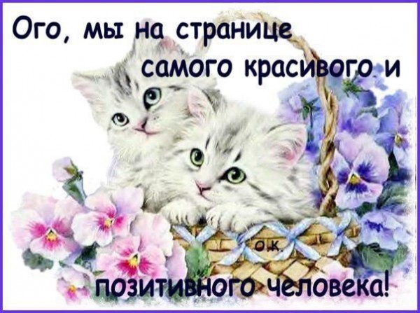 Милые котята в корзине с цветами и надпись: «Ого, мы на странице самого красивого и позитивного человека!». Позитивная картинка для соцсетей. Открытка Ого мы на страницы самого позитивного человека Милая и позитивная картинка с двумя пушистыми котятами, сидящими в корзине среди нежных фиолетовых цветов. На изображении нанесен текст на русском языке: «Ого, мы на странице самого красивого и позитивного человека!»