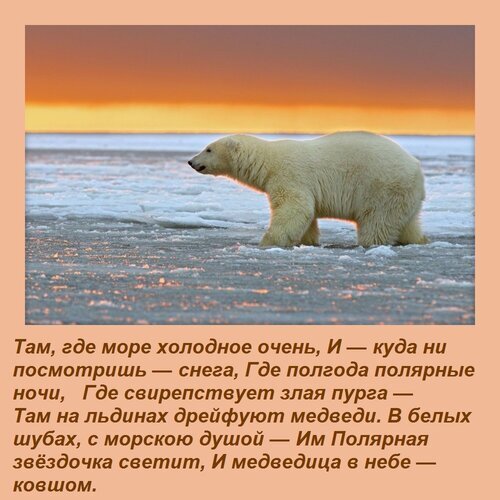 Белый медведь на льдинах в лучах заката под поэтичные стихи об Арктике. Атмосферное изображение природы Севера, полярных ночей и дикой жизни. Открытка Там, где море холодное очень, И — куда ни посмотришь — снега, Где полгода — полярные ночи, Где свир Красивое атмосферное изображение белого медведя, прогуливающегося по замерзшему арктическому морю на фоне золотистого заката. На картинке наложен поэтичный текст на русском языке, повествующий о суровой красоте Севера: холодных морях, полярных ночах, снежных бурях и льдинах, по которым дрейфуют медведи в белых шубах