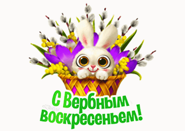 Праздничная открытка к Вербному воскресенью: милый белый кролик в корзине с ветками вербы и цветами мимозы. Поздравительная картинка с надписью. Анимированная открытка С Вербным Воскресением! Красочная поздравительная открытка к Вербному воскресенью. На изображении милый белый кролик с большими выразительными глазами, выглядывающий из плетеной корзинки. Декор композиции включает веточки вербы с пушистыми почками и желтые цветы мимозы. На переднем плане яркая надпись на русском языке: 