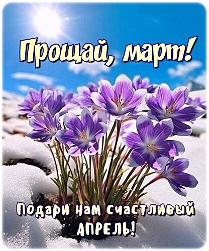 Открытка «Прощай, март! Подари нам счастливый апрель!» с цветами крокусами на снегу. Красивое весеннее поздравление с приходом весны и апреля. Открытка Прощай, март! Красивая открытка с изображением фиолетовых крокусов, пробивающихся сквозь белый снег на фоне голубого неба. На картинке надпись на русском языке: «Прощай, март! Подари нам счастливый апрель!». Изображение символизирует приход весны, пробуждение природы и надежду на теплое начало апреля