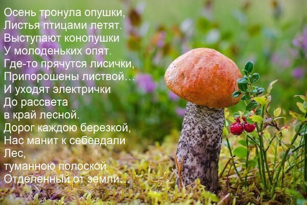 Осенний пейзаж с грибом в лесу и красивым стихотворением об осени, лесе и природе. Эстетичное фото для вдохновения и осеннего настроения. Открытка Осень тронула опушки, листья птицами летят. Выступают конопушки у молоденьких опят. Где-то прячутся Атмосферное осеннее изображение с крупным планом красивого гриба, растущего в лесу среди мха и зелени. На картинке наложен поэтический текст о красоте осени, лесных прогулках, туманном лесе и меняющейся природе Осенний пейзаж с грибом в лесу и красивым стихотворением об осени, лесе и природе. Эстетичное фото для вдохновения и осеннего настроения. Открытка Осень тронула опушки, листья птицами летят. Выступают конопушки у молоденьких опят. Где-то прячутся Атмосферное осеннее изображение с крупным планом красивого гриба, растущего в лесу среди мха и зелени. На картинке наложен поэтический текст о красоте осени, лесных прогулках, туманном лесе и меняющейся природе