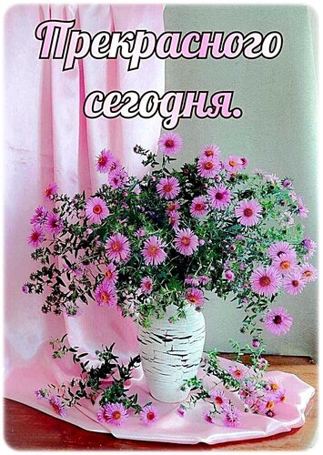 Поздравительная открытка с букетом розовых астр и надписью «Прекрасного сегодня». Красивое пожелание доброго дня и хорошего настроения. Открытка Доброе утро! Красивая поздравительная открытка с пышным букетом нежно-розовых астр в белой вазе. Цветы стоят на розовой атласной ткани, создавая романтичную и светлую атмосферу. На изображении расположена надпись на русском языке «Прекрасного сегодня», что делает картинку идеальной для пожелания доброго утра, хорошего дня или просто приятного настроения близким людям