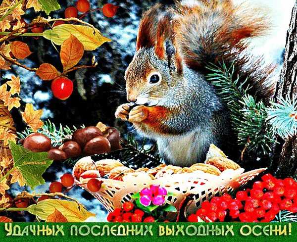 Уютная осенняя картинка с рыжей белкой, корзиной орехов и ягод. Поздравление: «Удачных последних выходных осени!» для соцсетей и мессенджеров. Анимированная открытка Удачных последних выходных осени! Красочное осеннее изображение с рыжей белкой, которая сидит рядом с корзинкой спелых орехов и ягод. На переднем плане — пышная корзина с фундуком, миндалем и яркими красными ягодами, а на заднем фоне — осенние золотистые листья и ветки с плодами. В нижней части картинки расположена поздравительная надпись на русском языке: «Удачных последних выходных осени!» Уютная осенняя картинка с рыжей белкой, корзиной орехов и ягод. Поздравление: «Удачных последних выходных осени!» для соцсетей и мессенджеров. Анимированная открытка Удачных последних выходных осени! Красочное осеннее изображение с рыжей белкой, которая сидит рядом с корзинкой спелых орехов и ягод. На переднем плане — пышная корзина с фундуком, миндалем и яркими красными ягодами, а на заднем фоне — осенние золотистые листья и ветки с плодами. В нижней части картинки расположена поздравительная надпись на русском языке: «Удачных последних выходных осени!»