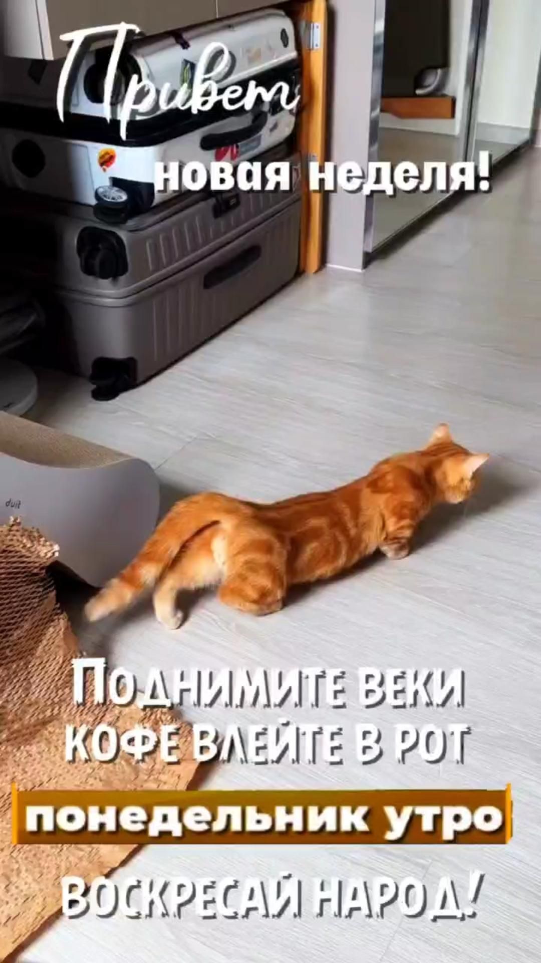 Открытка на понедельник. an orange cat is laying on the floor