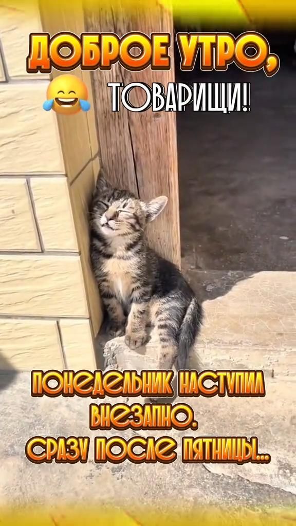 Открытка на понедельник. Доброе утро! Понедельник наступил внезапно, сразу после пятницы a cat is sitting in front of a door with the caption's written on it
