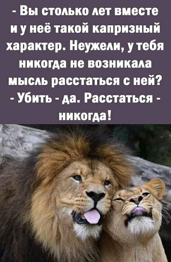 Открытка с годовщиной свадьбы. two lions with their heads touching each other