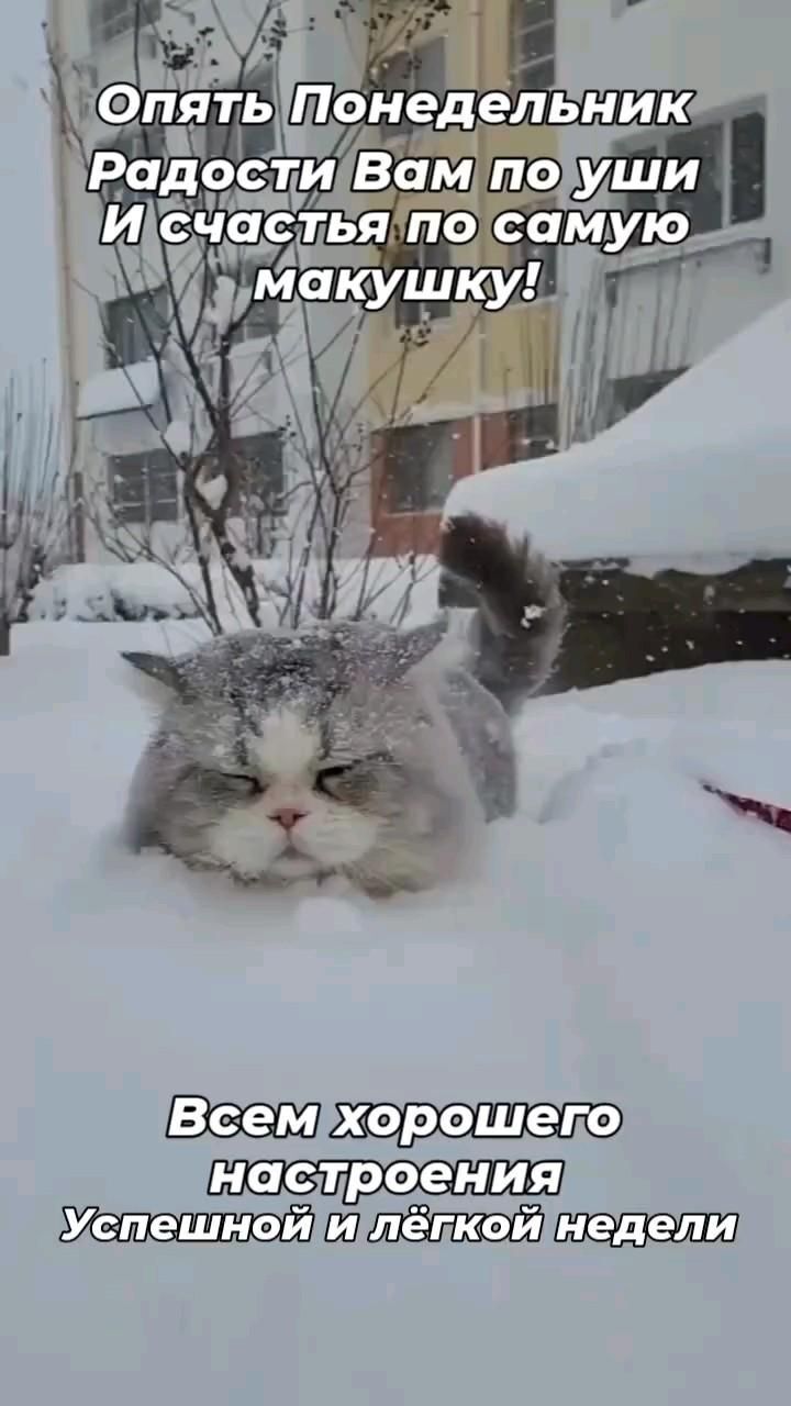 Открытка на понедельник. #зима Легкой недели ❤️ a cat that is laying in the snow