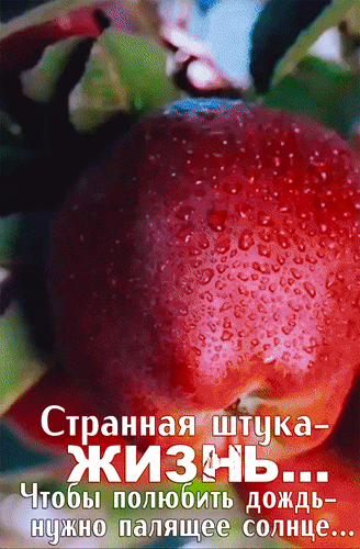 Красное яблоко в каплях дождя с философской цитатой о жизни: «Чтобы полюбить дождь, нужно палящее солнце...». Эстетичное фото для вдохновения и размышлений. Анимированная открытка Странная штука жизнь... Чтобы полюбить дождь - нужно палящее солнце... Макросъемка спелого красного яблока, покрытого каплями росы или дождя, на фоне зеленой листвы. На изображении наложен философский текст на русском языке: Странная штука-жизнь... Чтобы полюбить дождь, нужно палящее солнце.... Картинка передает атмосферу меланхолии, созерцания и жизненной мудрости, сочетая природную эстетику с глубоким смыслом