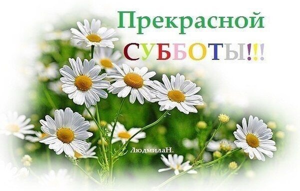 Красивая открытка с белыми ромашками и надписью «Прекрасной СУББОТЫ!!!». Пожелание хорошего дня и отличного настроения в субботу для соцсетей. Открытка Прекрасной субботы! Красивая открытка с изображением белых ромашек на зеленом фоне. На картинке крупным шрифтом написано поздравление на русском языке: «Прекрасной СУББОТЫ!!!»