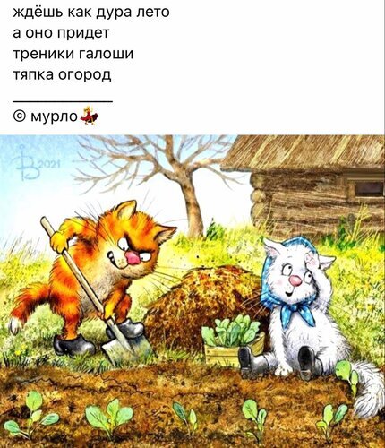 Смешная иллюстрация с котом и лопатой на тему дачного сезона. Ироничный мем про лето и работу в огороде для соцсетей и юмористических постов. Открытка Ждешь как дура лето Забавный юмористический рисунок, иллюстрирующий ироничную цитату о лете и садоводстве. На картинке изображен рыжий кот с лопатой, который выглядит уставшим или недовольным, на фоне садовых растений и деревянного сарая. Иллюстрация передает настроение ироничного взгляда на летние хлопоты и работу в огороде