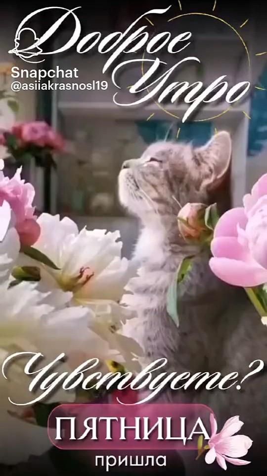 Открытка на пятницу. Пятница пришла there is a cat that is looking up at the flowers in front of him, which says do you love?
