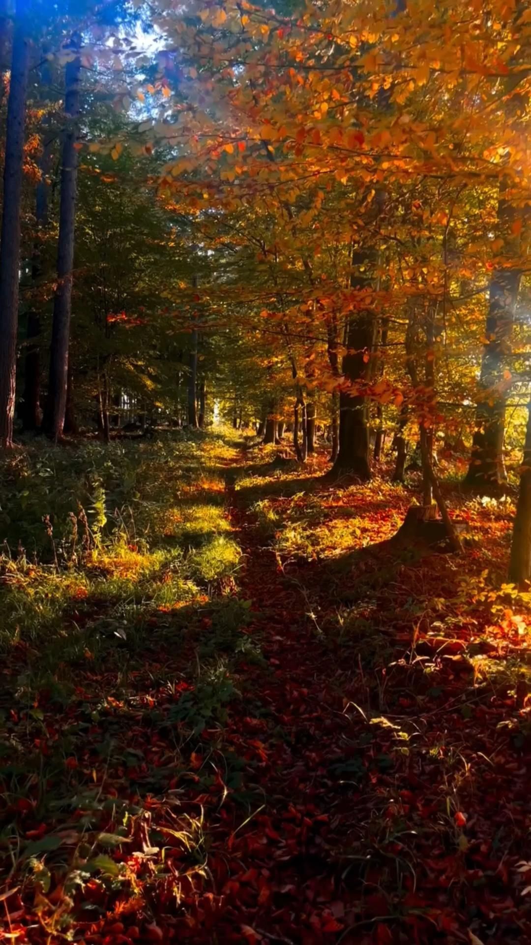 Открытка на осень. #четверг #утро #доброеутро #осень доброе утро 🤍 the sun shines through the trees and leaves on the ground in an autumn forest