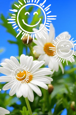 Открытка хорошего дня и настроения. Ромашковое лето Ромашковое лето three white daisies with the sun and smiley face drawn on them in front of a blue sky