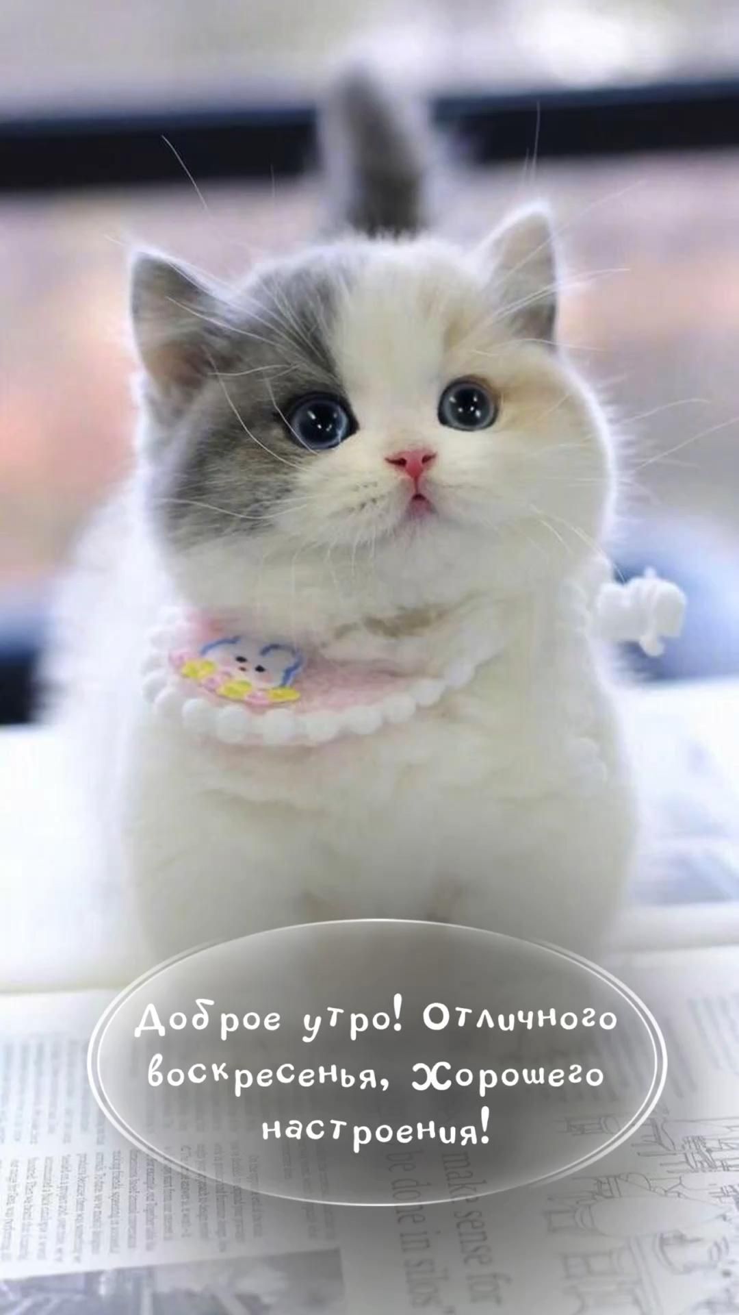 Открытка на воскресенье. 💗 a white and gray cat with blue eyes sitting on top of a table next to a window
