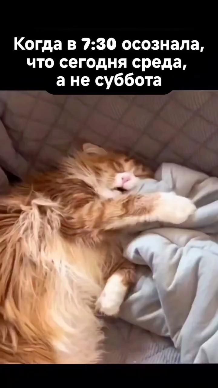 Открытка на среду. an orange and white cat laying on top of a bed