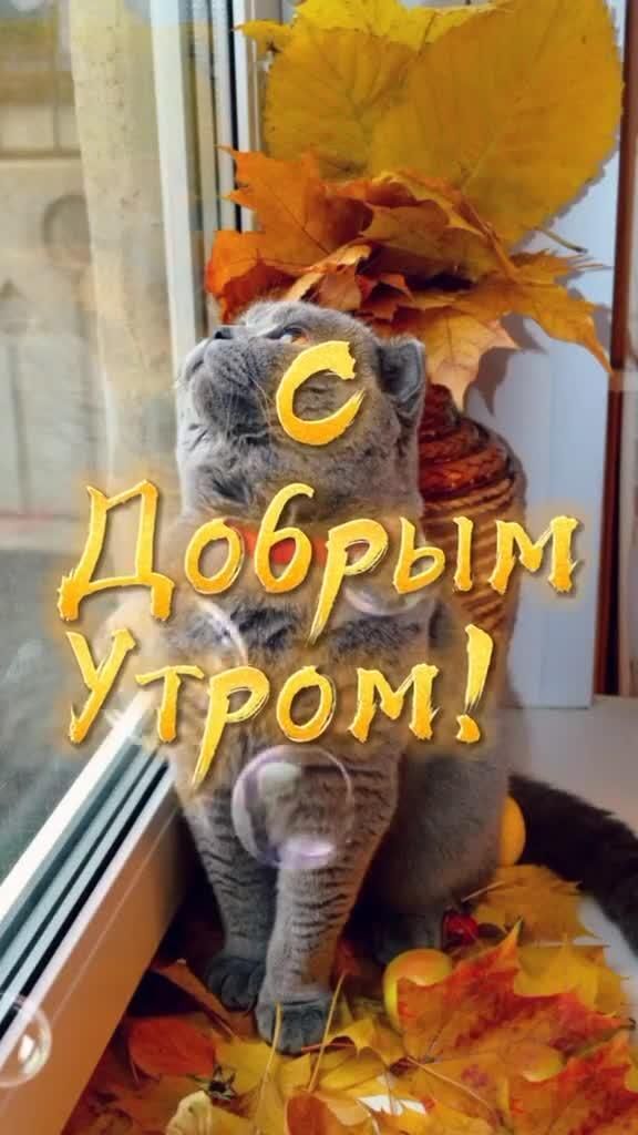 Открытка с добрым осенним утром. a cat sitting on top of a window sill in front of a fall scene