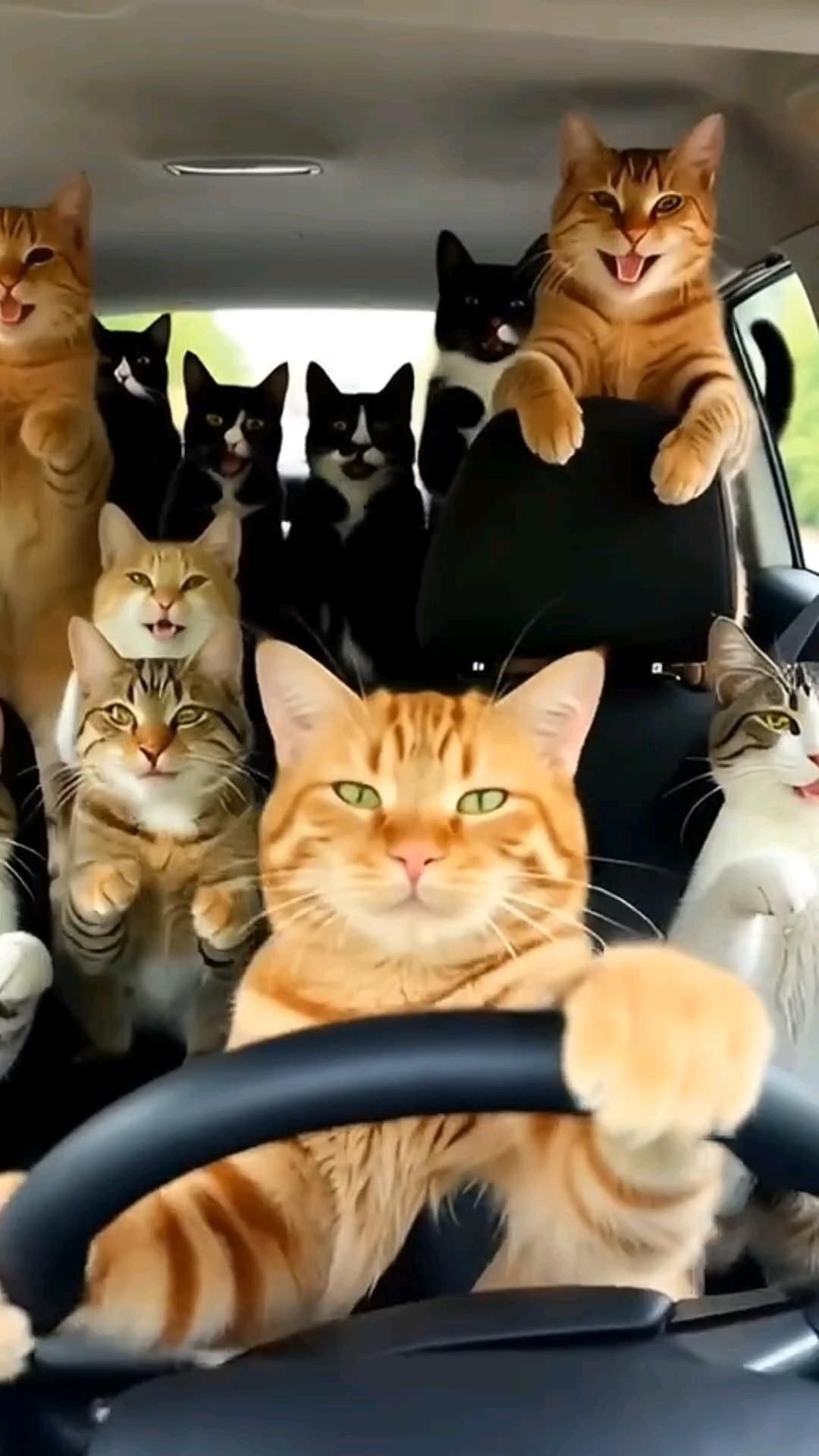 Открытка про кошек, котиков. a group of cats sitting in the back of a car with their paws on the steering wheel
