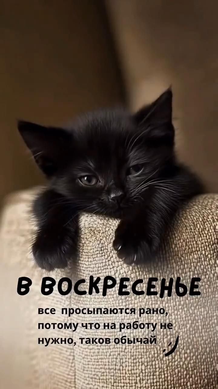 Открытка на воскресенье. В воскресеньевсе просыпаютсярано a black kitten sitting on top of a couch