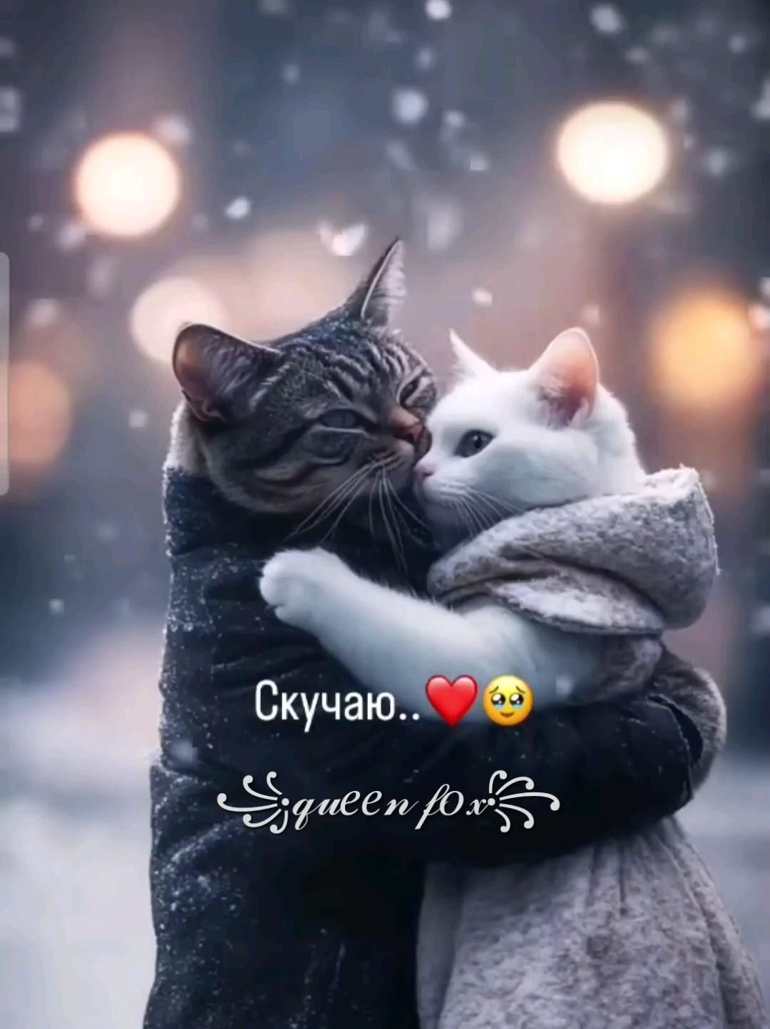Открытка Скучаю. #чувства #эмоции #мысли Скучаю🫶 two cats hugging each other in the snow