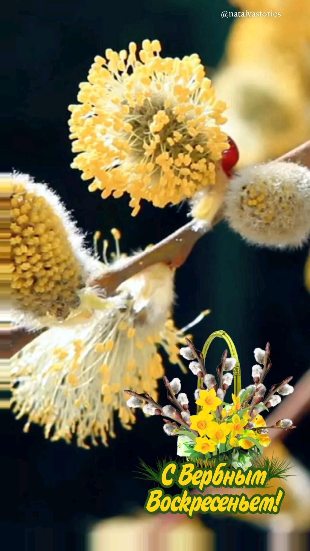 Открытка с Вербным Воскресеньем. Вербное воскресенье two yellow flowers are being held by someone's hand with the words congratulations written on it