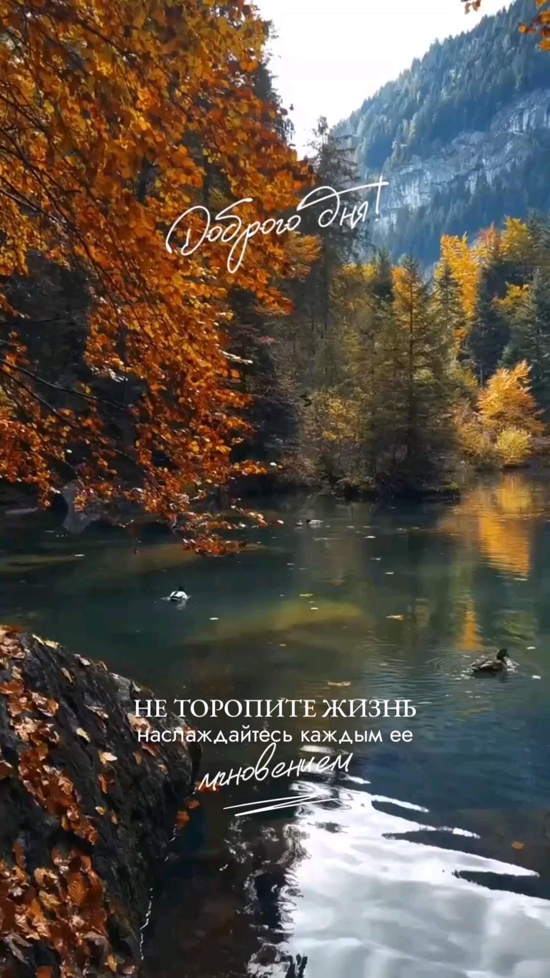 Открытка хорошего дня и настроения. Доброе утро ❤️ a river surrounded by trees in the fall