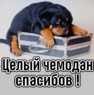 Открытка Спасибо. a black and brown dog laying on top of a box with the words happy birthday in russian