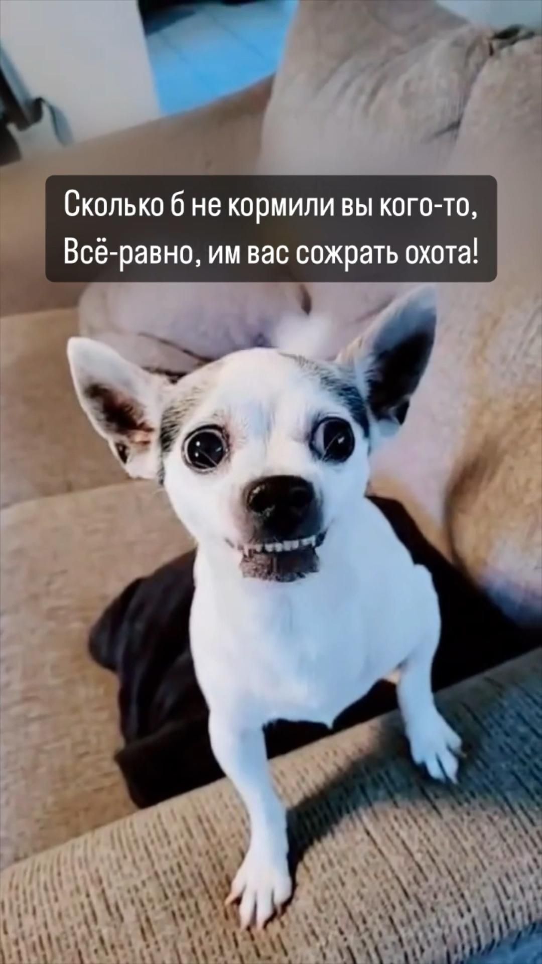 Пожелания на каждый день. Собачка Пишу стихи a small white dog sitting on top of a couch