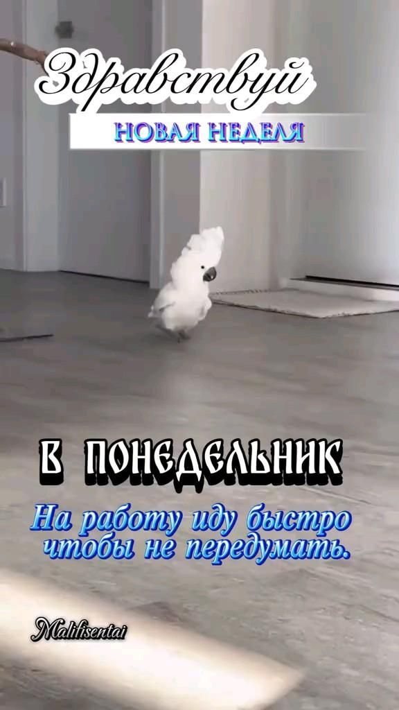Открытка на понедельник. #доброеутро #понедельник доброе утро понедельник a person on a skateboard in the middle of a room with words above it