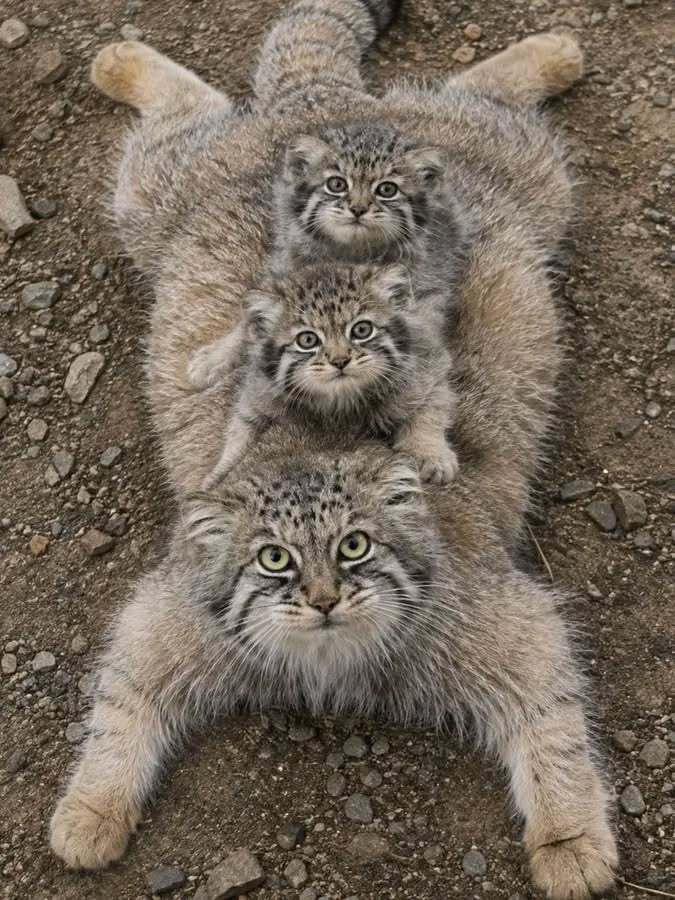 Открытка про кошек, котиков. Котик и два котенка.