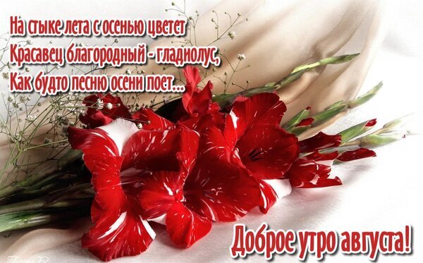 Красивая открытка с красными гладиолусами и пожеланием доброго утра августа. Поэтичное изображение цветов для летнего настроения. Открытка На стыке лета с осенью цветет красавец благородный - гладиолус, как будто песню осени поет. Красивая открытка с ярко-красными гладиолусами на фоне нежной ткани. Изображение украшено поэтичными строками о переходе лета к осени и пожеланием доброго утра в августе