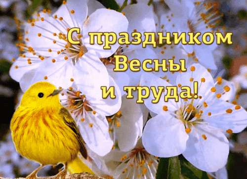 Поздравление с праздником Весны и труда: яркая желтая птица на фоне нежных белых цветов. Красивая весенняя открытка для поздравлений. Анимированная открытка С праздником весны и труда! Красочное поздравительное изображение к празднику Весны и Труда. На фоне нежных белоснежных цветков цветущей вишни или сливы сидит яркая желтая птица. На картинке наложен праздничный текст на русском языке: «С праздником Весны и труда!»