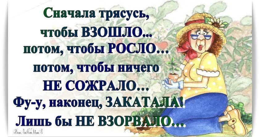 Смешной мем про дачников и трудности садоводства. Ироничная картинка с текстом о том, как важно, чтобы все взошло, выросло и не было съедено вредителями. Открытка Сначала трясусь чтоб взошло росло не сожрало Юмористическая картинка-мем с изображением пожилой женщины-садовода в соломенной шляпе. На фоне цветущего сада размещен текст на русском языке о трудностях дачного сезона: «Сначала трясусь, чтобы ВЗОШЛО... потом, чтобы РОСЛО... потом, чтобы ничего НЕ СОЖРАЛО... Фу-у, наконец, ЗАКАТАЛА! Лишь бы НЕ ВЗОРВАЛО...». Изображение передает ироничное отношение к тяжелому труду на даче и борьбе с вредителями и погодой