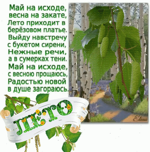 Поздравительная открытка «Лето»: лирическое стихотворение о конце мая и начале лета на фоне живописной березовой рощи. Красивое летнее пожелание. Анимированная открытка Май на исходе, весна на закате, лето приходит в березовом платье. Выйду навстречу с букетом сирени, Красочная поздравительная открытка, посвященная приходу лета. На изображении запечатлен живописный березовый лес с сочными зелеными листьями и длинными сережками. Текст на русском языке представляет собой лирическое стихотворение о завершении мая и встрече лета в «березовом платье». В нижней части расположена декоративная лента с надписью «ЛЕТО», украшенная цветами. Картинка наполнена атмосферой нежности, весеннего тепла и радостного ожидания нового сезона