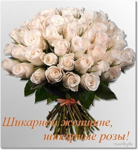 Букет шикарных кремовых роз с надписью «Шикарной женщине, шикарные розы!». Идеальная открытка для поздравления любимой женщины с праздником. Открытка Шикарной женщине, шикарные розы! Красивый и роскошный букет нежно-кремовых или светло-розовых роз, собранных в пышный круглый букет. Цветы выглядят свежими и элегантными, дополнены зелеными листьями и перевязаны атласной лентой. На изображении присутствует поздравительная надпись на русском языке: Шикарной женщине, шикарные розы!, что делает это фото идеальным для открытки, поздравления с днем рождения, юбилеем или романтическим признанием в любви