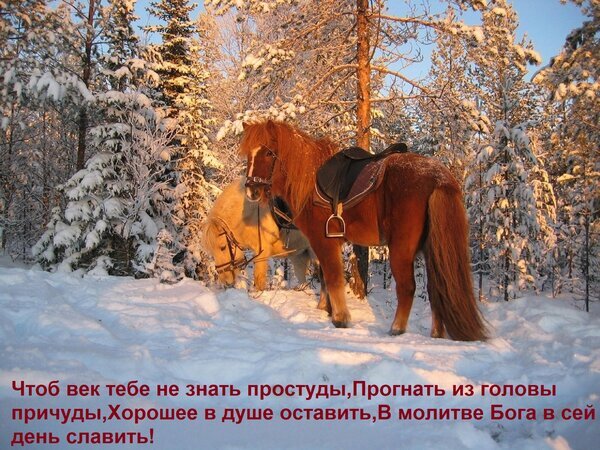 Рыжая лошадь в зимнем лесу под заснеженными елями. Красивый зимний пейзаж с вдохновляющей цитатой на снегу. Открытка Чтоб век тебе не знать простуды, Прогнать из головы причуды, Хорошее в душе оставить, В молитве Бога Зимний пейзаж с красивой рыжей лошадью в седле на фоне заснеженного леса. Изображение передает атмосферу спокойствия и зимней сказки. На переднем плане на снегу расположен текст на русском языке, представляющий собой стихотворение с добрым напутствием