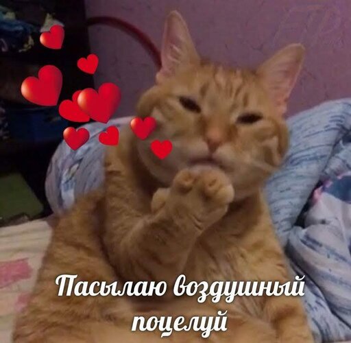 Милый рыжий кот посылает воздушный поцелуй. Забавная картинка с сердечками и надписью «Пасылаю воздушный поцелуй» для передачи любви и нежности. Открытка Посылаю воздушный поцелуй Милое и забавное изображение рыжего кота, который словно посылает воздушный поцелуй. На картинке изображен пушистый полосатый кот с прищуренными глазами, подносящий лапку к мордочке. Поверх изображения наложен текст на русском языке: 