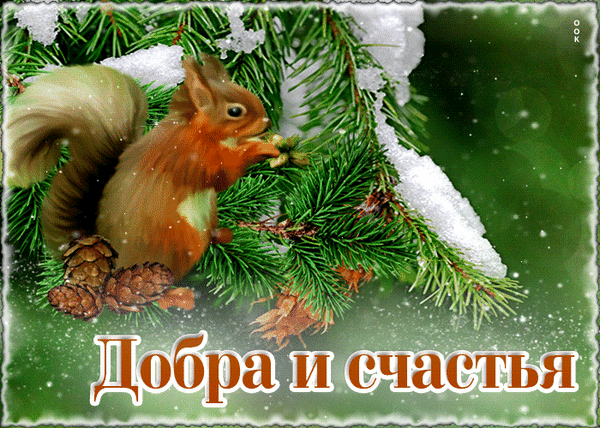 Зимняя открытка с рыжей белкой на заснеженной ели и надписью «Добра и счастья». Красивое поздравление с теплыми пожеланиями для близких. Анимированная открытка Солнечного дня Красивая поздравительная открытка с изображением милой рыжей белки в зимнем лесу. Белка сидит на заснеженной еловой ветке среди хвойных лап и шишек. На переднем плане расположена надпись на русском языке «Добра и счастья», выполненная в теплых тонах с мягким свечением. Атмосферное зимнее фото передает уют, спокойствие и праздничное настроение