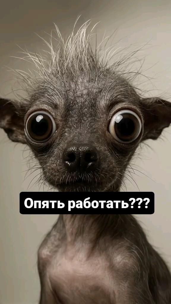 Открытка на понедельник. Опять на работу a small dog with big eyes looking at the camera and saying, what do you mean?