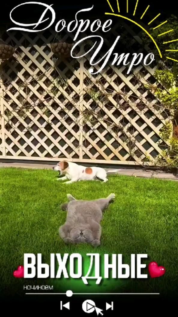Открытка отличных выходных. #мемы #выходные выходные a dog laying on top of a lush green field